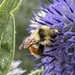 Bumbling Thistle 