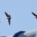 Housemartins