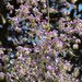Thalictrum