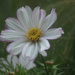 Cosmos