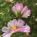 Cosmos Again