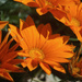 Gazanias