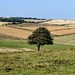 Lone tree