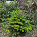 2025 Christmas Tree