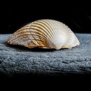 8th Aug 2025 - 61/365