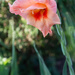 Gladioli?