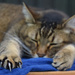 focus on the claws