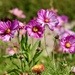 Cosmos