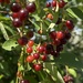 Berry Season