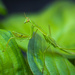 Praying Mantis