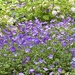 The Color Purple