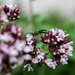 Oregano and green fly thing