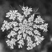 Queen Anne's Lace
