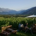 in the vineyard 
