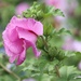 Rose of Sharon