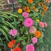 A Profusion of Blooms