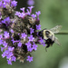 Macro Bee