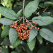 Berries for the Birds
