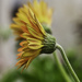 Gerbera,  Side View