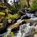Virginia Creek 