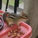 Enjoying Some Nuts