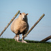 Ewe and lamb