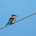 Kingfisher