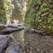 Fern Canyon