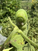 2nd Aug 2025 - Tomato Hornworm Caterpillar