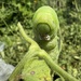 Tomato Hornworm Caterpillar