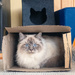 The Cat in the Box