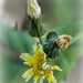 A lovely weed