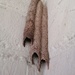 Wasp Nest