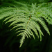 Fern