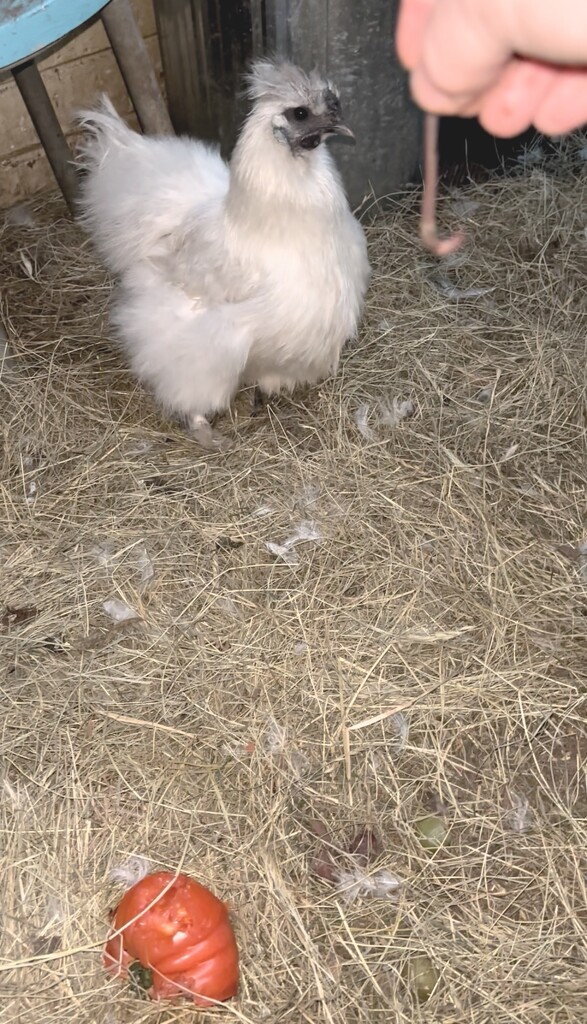 Treat time! by ulla