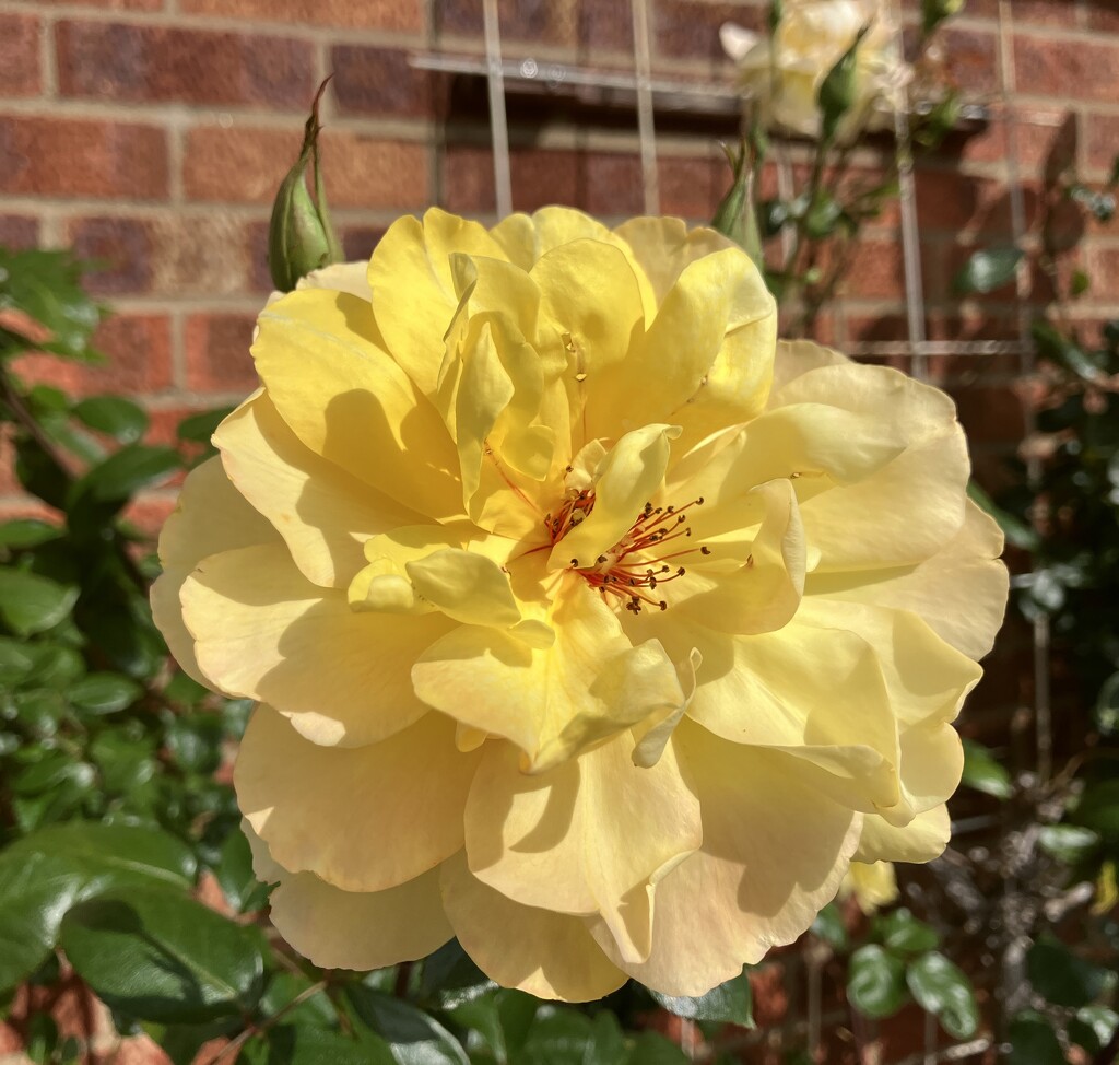 Rose in our Garden  by foxes37