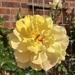Rose in our Garden 