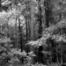 On the edge of the woods...