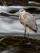 9th Aug 2025 - 62/365