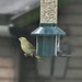 Greenfinch 