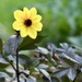 Dahlia