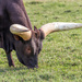 Grazing with one eye open 