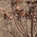 Seed season
