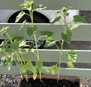 9th Aug 2025 - Nearly 