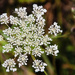 Queen Anne's Lace