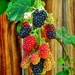 Blackberry 