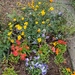 Colour in my garden