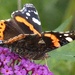 Red Admiral Butterfly