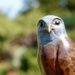 Falcon