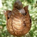 Mole